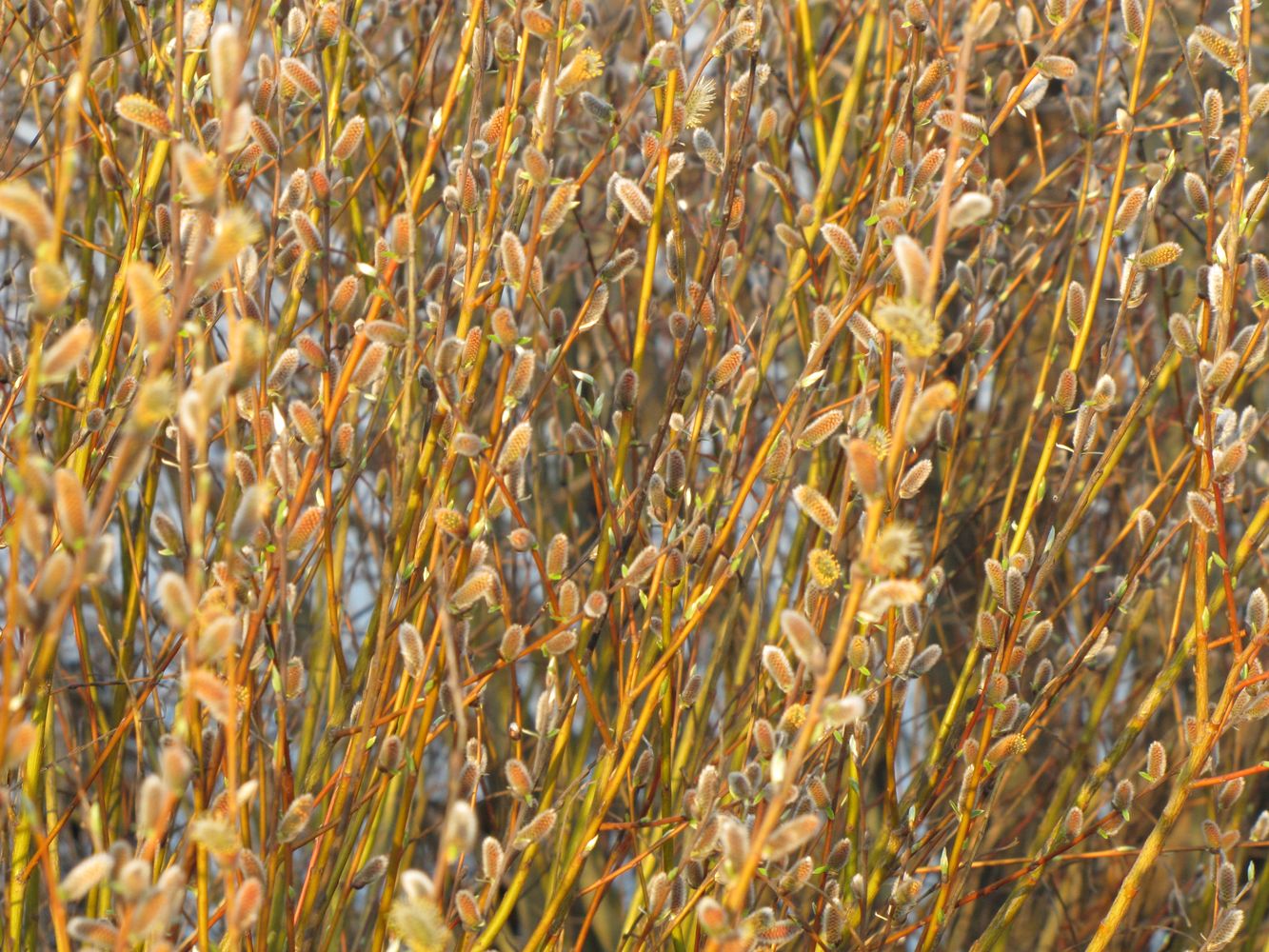 Image of Salix vinogradovii specimen.