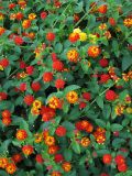 Lantana camara