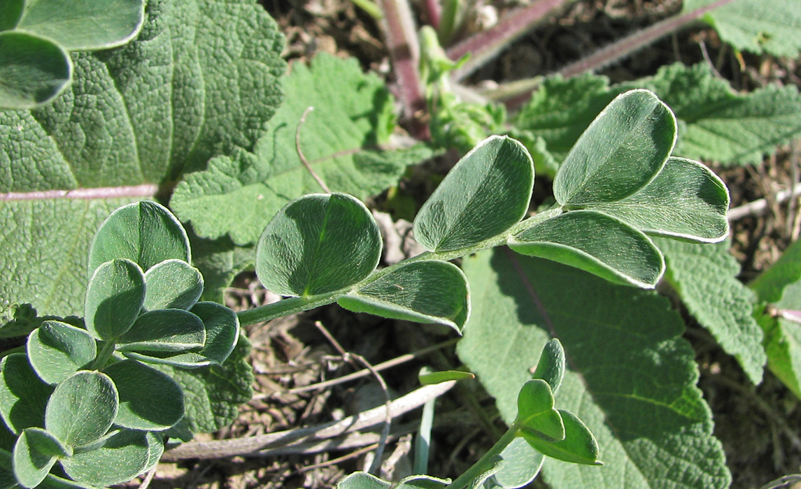 Image of Astragalus calycinus specimen.