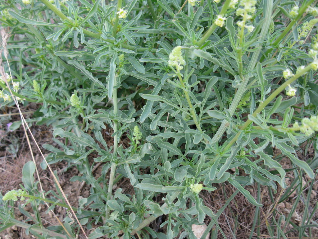 Image of Reseda lutea specimen.