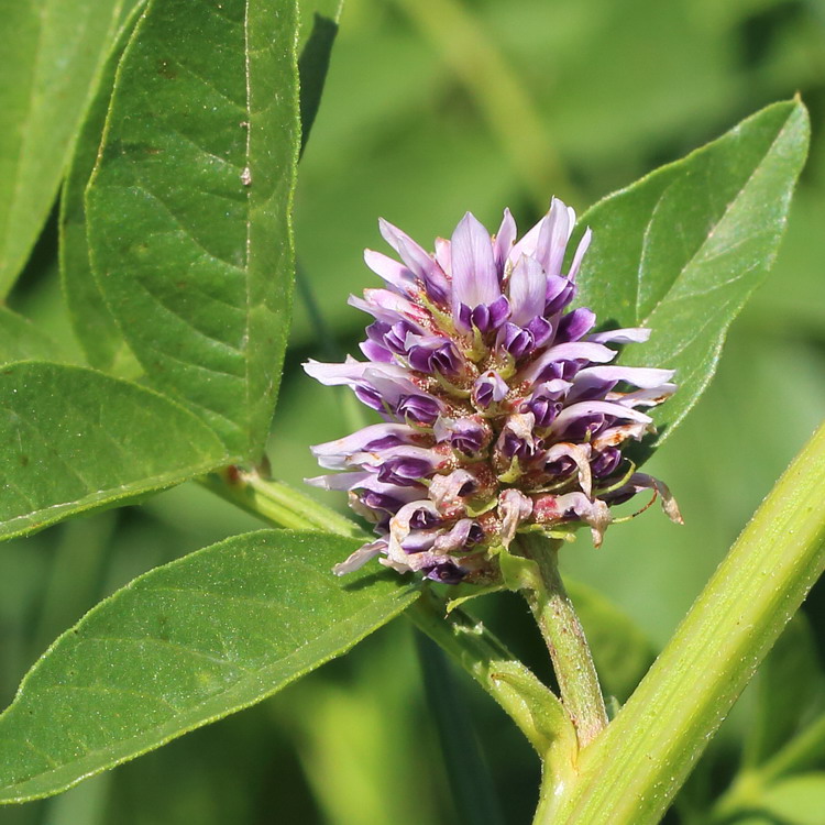 Изображение особи Glycyrrhiza echinata.