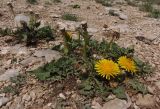 род Taraxacum. Цветущие и плодоносящие растения. Крым, Ялтинский горно-лесной природный заповедник, Ай-Петри. 23.05.2013.