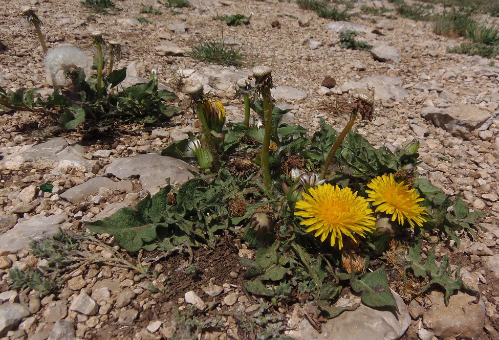 Image of genus Taraxacum specimen.