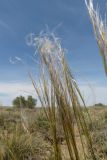 Stipa caucasica