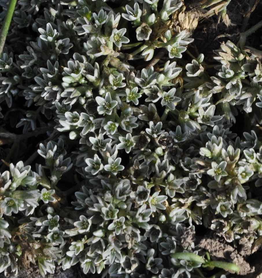 Изображение особи Scleranthus perennis.