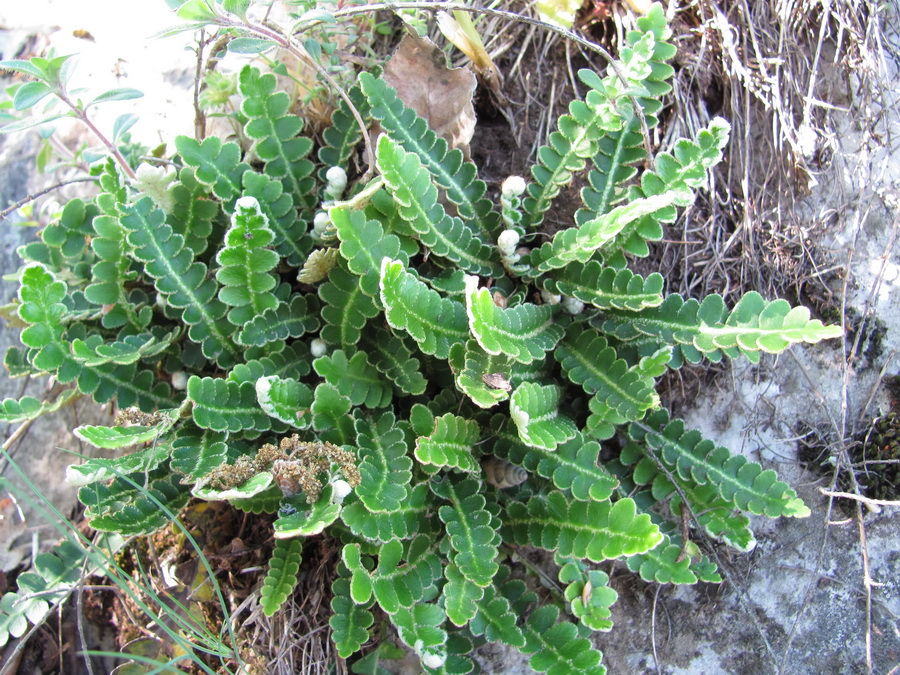 Image of Ceterach officinarum specimen.