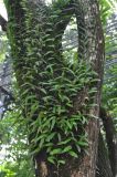 Pyrrosia lanceolata. Вегетирующие растения на стволе дерева. Таиланд, Краби. 18.06.2013.