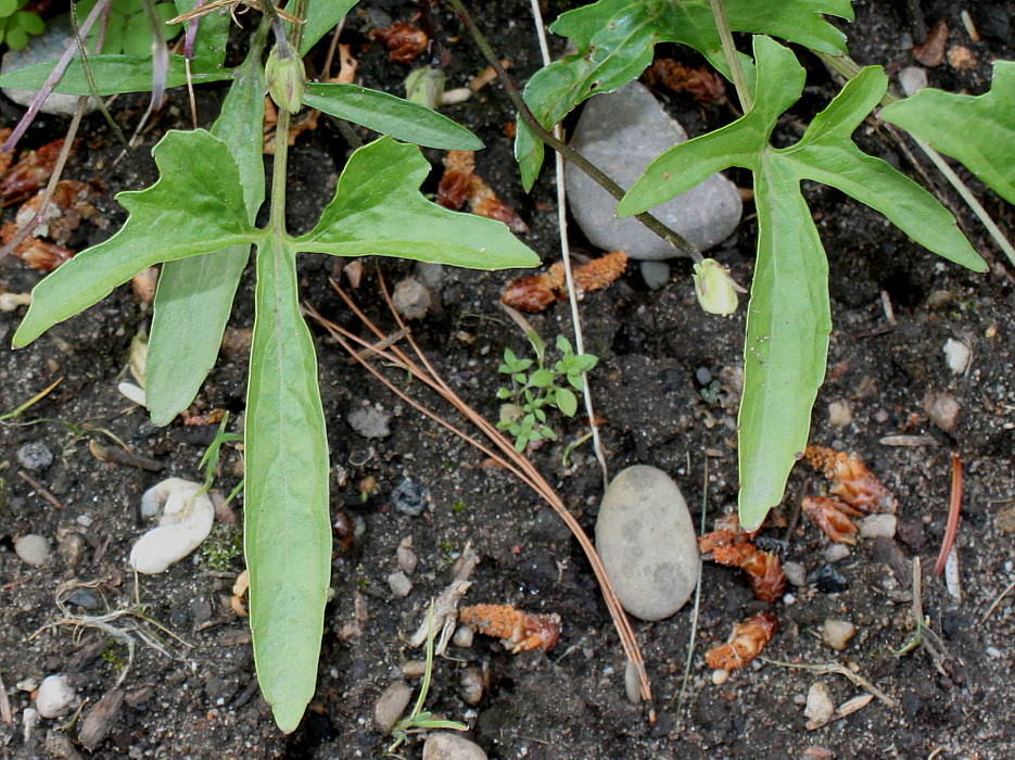 Image of Viola palmata specimen.