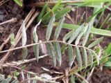 Oxytropis globiflora