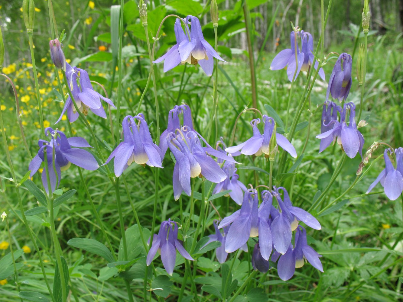 Изображение особи Aquilegia sibirica.