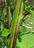Nicandra physalodes
