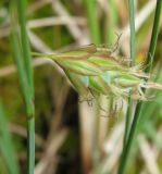 Carex limosa. Пестичный колосок. Костромская обл., Кологривский район, заповедник \"Кологривский лес\", олиготрофное болото на участке коренных ельников. 4 июня 2013 г.