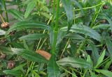 Physostegia virginiana