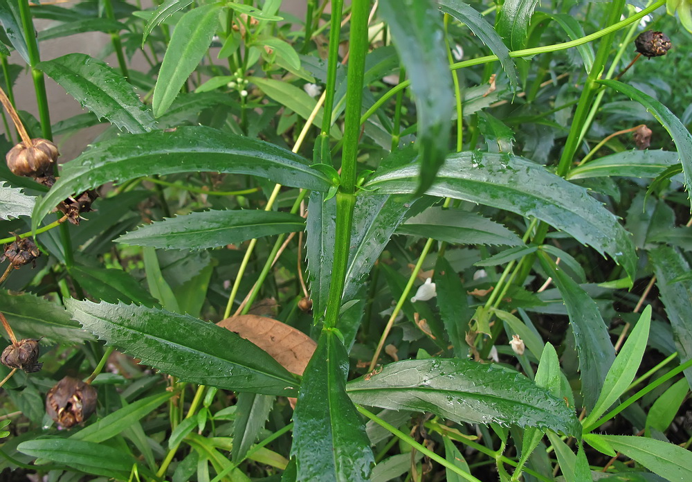 Image of Physostegia virginiana specimen.