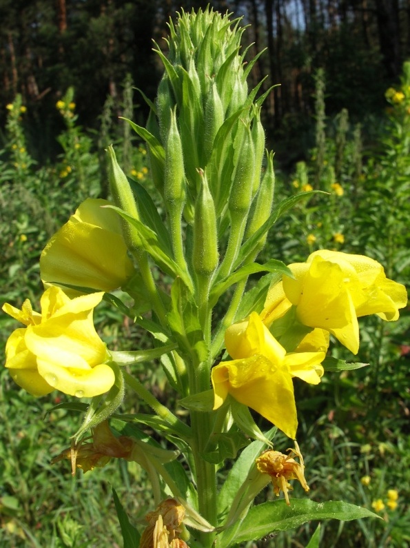 Изображение особи Oenothera biennis.