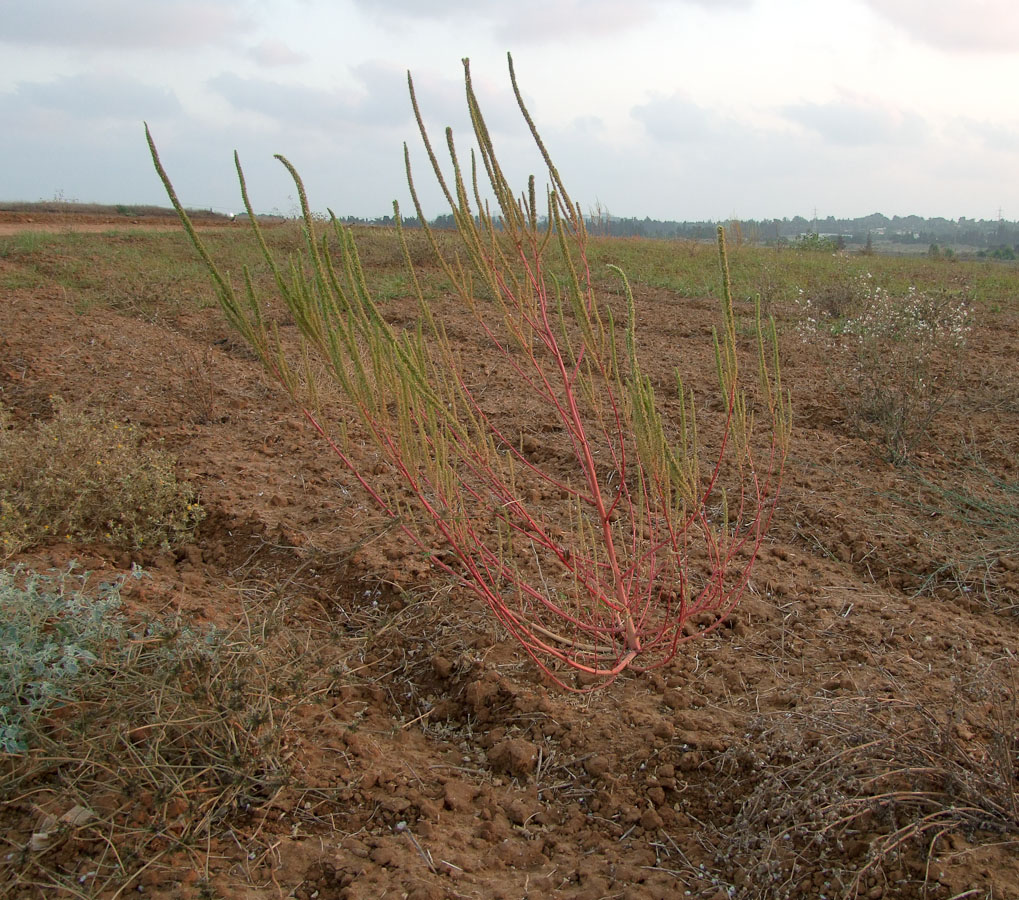 Image of Amaranthus palmeri specimen.