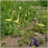 Delphinium consolida