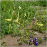 Delphinium consolida. Верхушка побега с бутонами. Чувашия, окр. г. Шумерля, ж/д насыпь возле хлебозавода. 25 июня 2009 г.