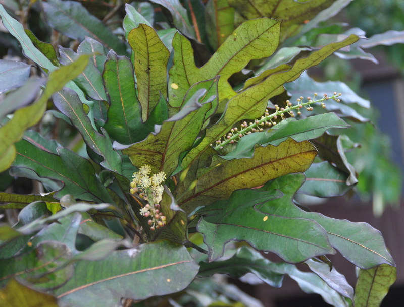 Image of Codiaeum variegatum specimen.