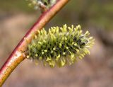 Salix schwerinii