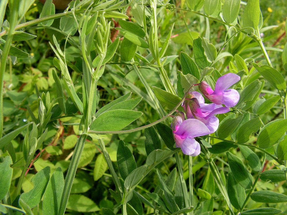 Image of Lathyrus pilosus specimen.