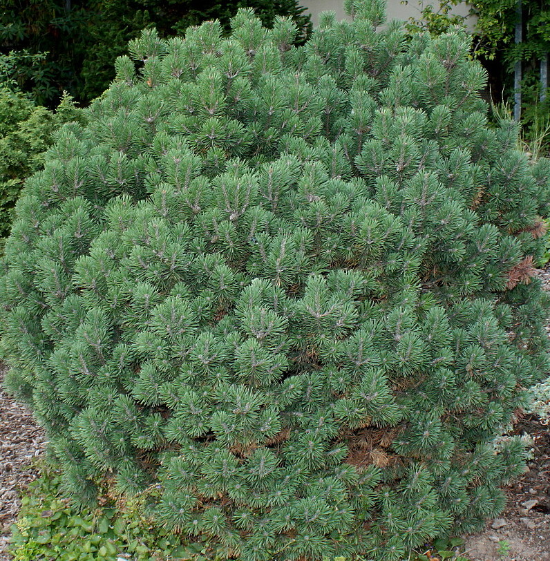 Image of Pinus mugo specimen.