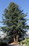 Sequoia sempervirens. Многоствольное взрослое растение. Германия, г. Essen, Grugapark. 29.09.2013.