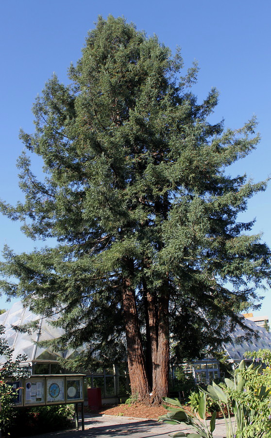 Image of Sequoia sempervirens specimen.