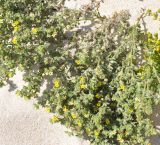 Heliotropium socotranum. Цветущие растения. Сокотра, залив Шуаб. 04.01.2014.