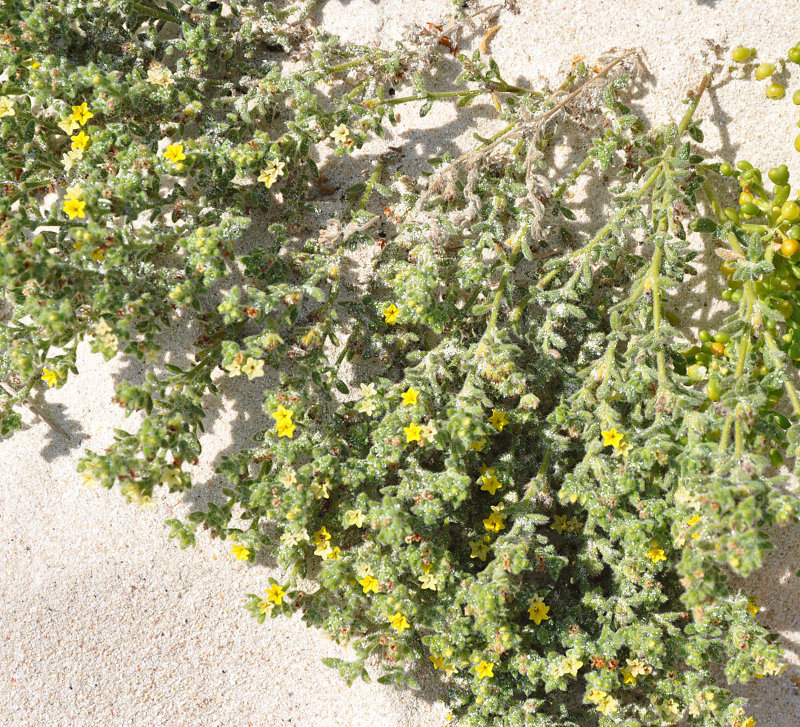 Image of Heliotropium socotranum specimen.