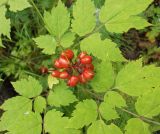 Actaea erythrocarpa. Соплодие и основания листьев. Иркутская обл., предгорья Хамар-Дабана, долина реки Слюдянка. 08.08.2013.