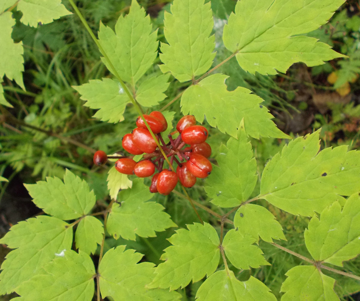 Изображение особи Actaea erythrocarpa.