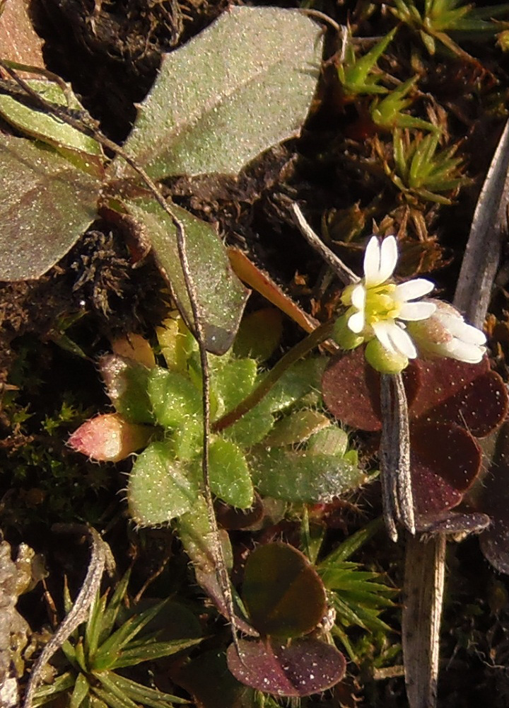 Изображение особи Erophila verna.