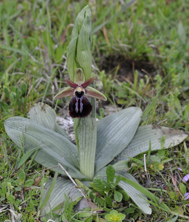 Изображение особи Ophrys mammosa.