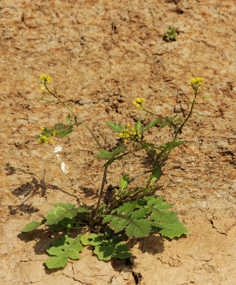 Image of Rorippa palustris specimen.