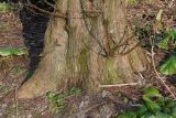 Metasequoia glyptostroboides. Комлевая часть ствола. Германия, г. Дюссельдорф, Ботанический сад университета. 10.03.2014.