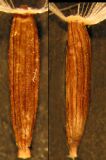 Image of taxon representative. Author is Алексей Чернышев