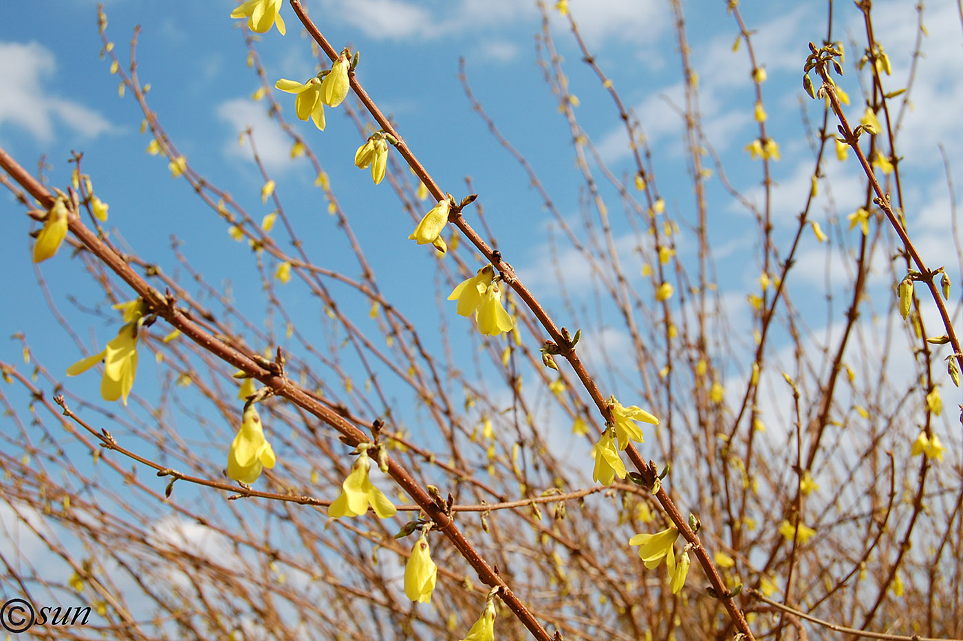 Image of Forsythia europaea specimen.