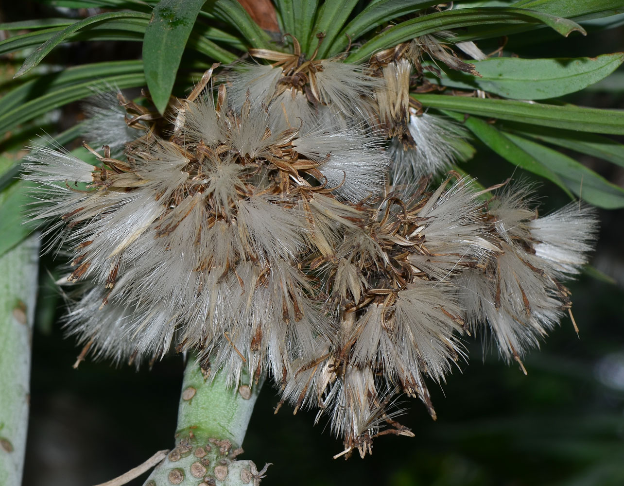 Image of Kleinia neriifolia specimen.