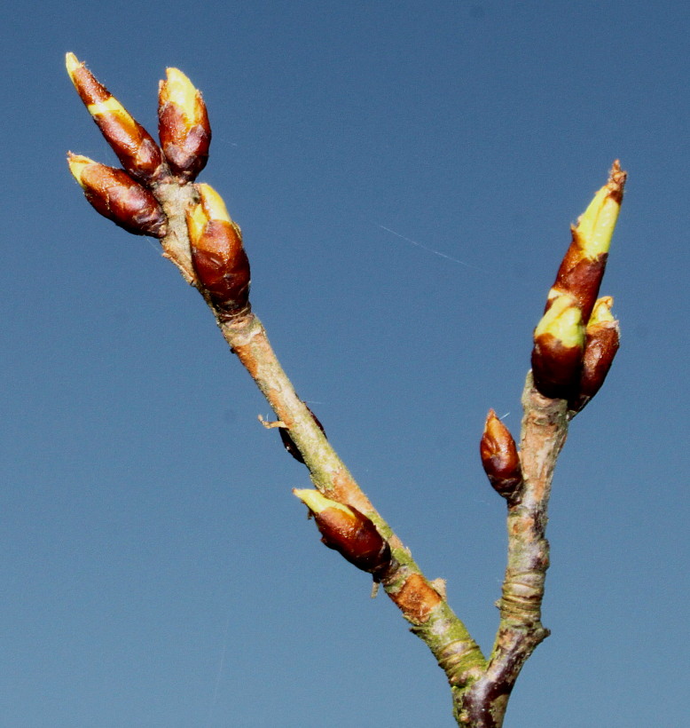 Изображение особи Prunus serrula.