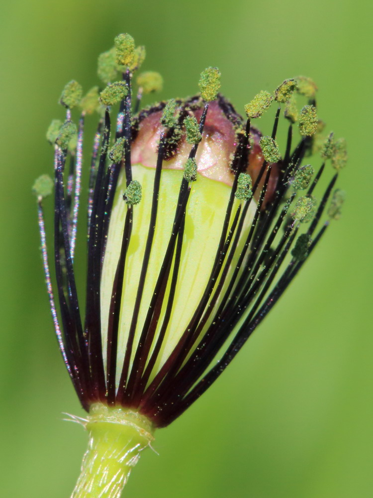 Изображение особи Papaver stevenianum.