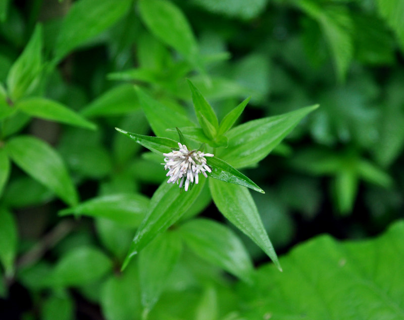 Изображение особи Asperula caucasica.