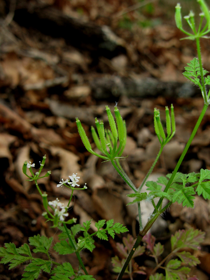 Image of Anthriscus cerefolium specimen.