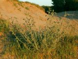 Echium angustifolium. Цветущее растение. Израиль, у южной окраины Ашдода, пески. 21.03.2014.