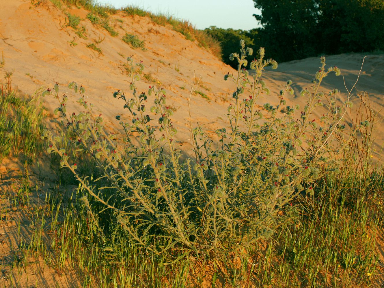 Изображение особи Echium angustifolium.
