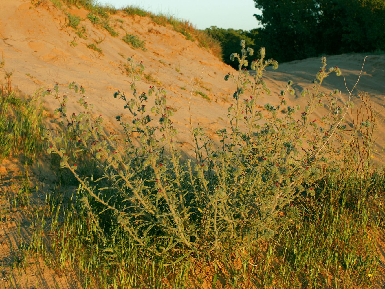 Image of Echium angustifolium specimen.