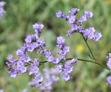 Limonium gmelinii