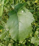 Brassica juncea. Лист в нижней части побега. Германия, г. Дюссельдорф, Ботанический сад университета. 02.06.2014.