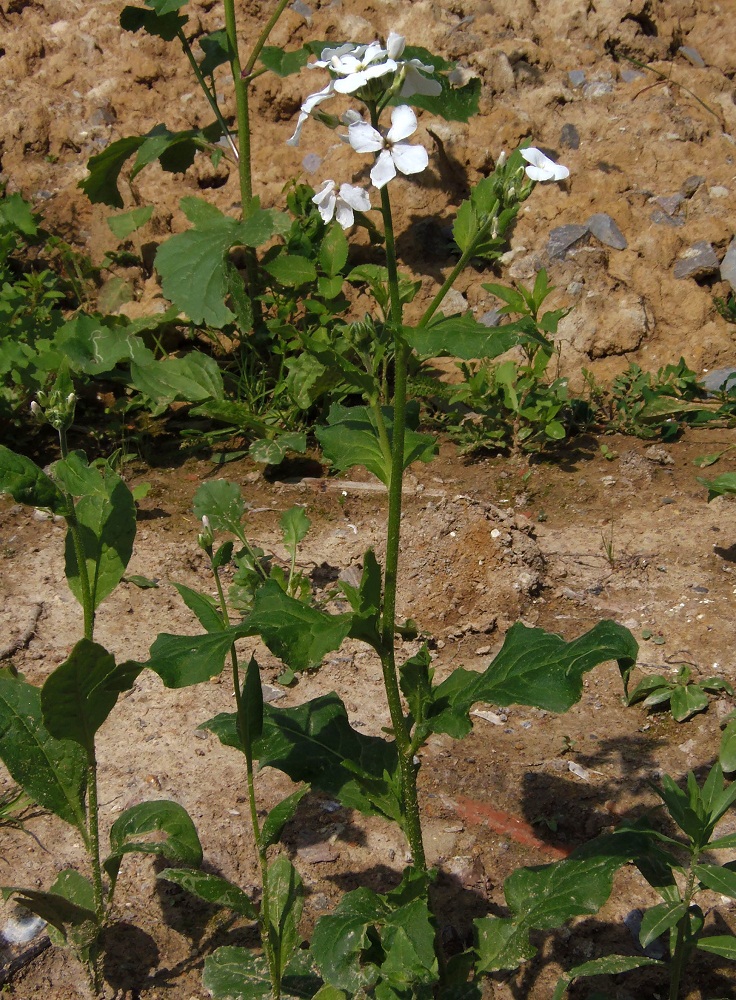 Изображение особи семейство Brassicaceae.
