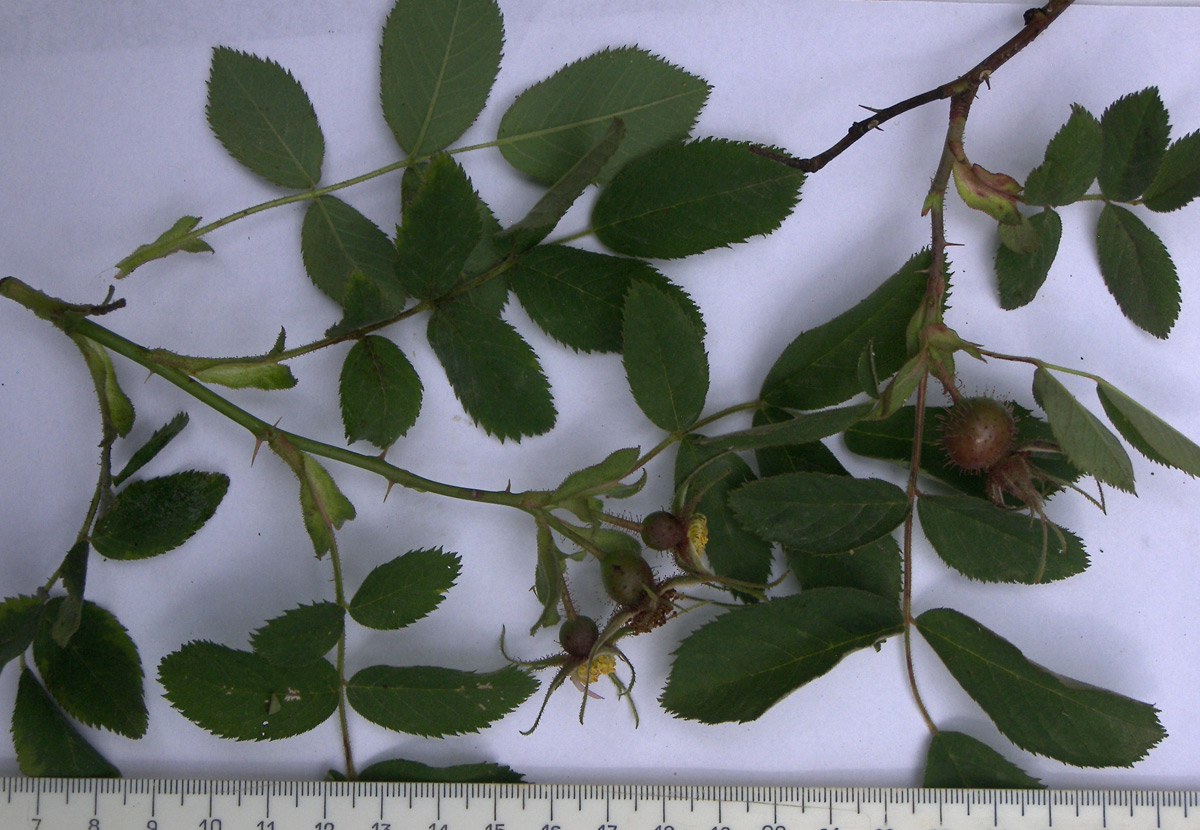 Image of Rosa villosa specimen.